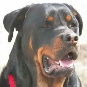 Meet your Posher, Randy